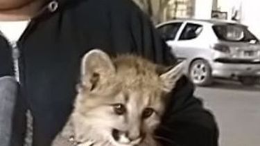 Rescataron un pumita que era vendido por internet: estaba en estado de abandono