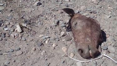 Macabro hallazgo: encontraron un caballo desmembrado en Chimbas