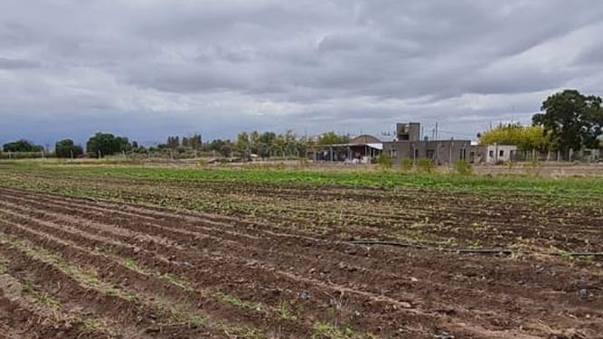 Del campo al plato: crean una huerta exclusiva para chefs sanjuaninos
