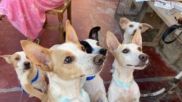 Casa del horror de Santa Lucía: buscan adoptar a los perros y gatos rescatados