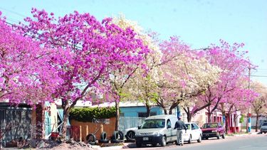 Rinconcito de hoy: Un túnel de pétalos de colores