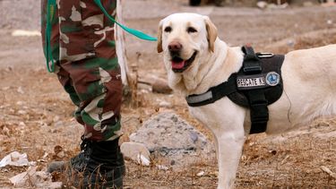 Fiona, una heroína de cuatro patas
