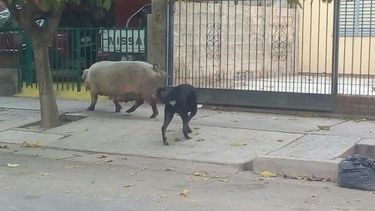 Un chancho prófugo conmovió la siesta caucetera