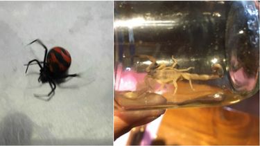 Una viuda negra picó a un sanjuanino y siguen apareciendo alacranes