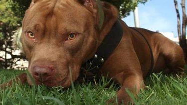 La nena mordida por un Pitbull podría pasar a una habitación normal