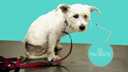 Los kinesiólogos caninos que rehabilitan perros inválidos