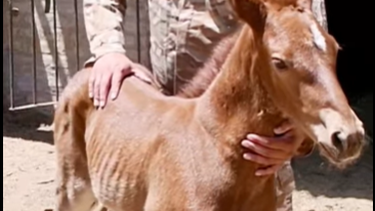 Se agrandó la familia: por primera vez nació una potranca en la Policía Montada