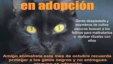 Animalistas advierten sobre la adopción de gatos negros para ritos satánicos