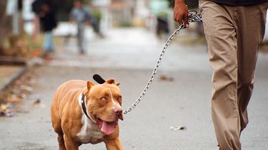 El veredicto sanjuanino: ¿el pitbull sirve para tener mascota?