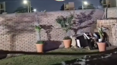 Así quedó la perra que fue salvajemente golpeada por su dueño, un empleado de la Legislatura