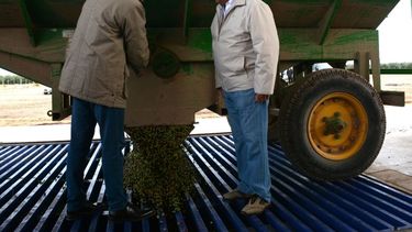 Olivum S.A, nueva fábrica de aceite de oliva en San Juan