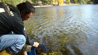 El río Jáchal tendrá truchas arcoiris traídas de Bariloche