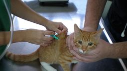 Vacunación antirrábica para mascotas