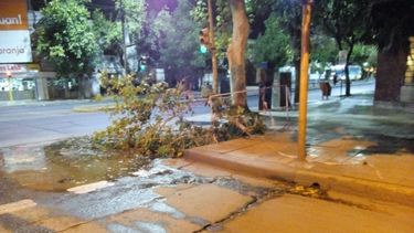 Llegó el Sur y con él la caída de ramas