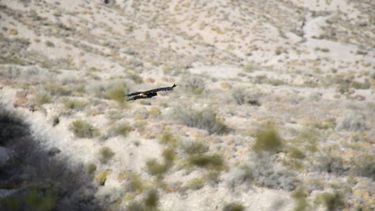 Día de emoción en Rivadavia: liberaron a gavilanes rescatados