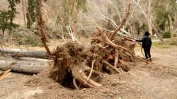 Impresionante: el viento arrancó de raíz árboles centenarios