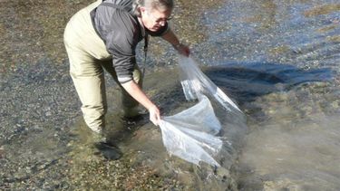 Ambiente trabaja en la cría de 15 mil ejemplares de truchas Arco Iris