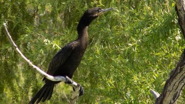 El Parque de la Biodiversidad, sede de una charla y avistaje de aves
