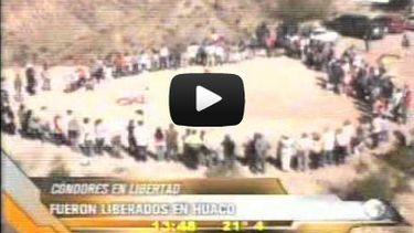 Huaco: Mirá el video de la liberación de los cóndores y la ceremonia ritual