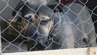 Cómo viven en San Juan los perros que están presos por atacar