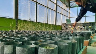 Donaron árboles para forestar un predio en Rawson: enterate más detalles