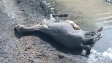 Proteccionistas denunciaron abandono de animales tras un incendio en Calingasta