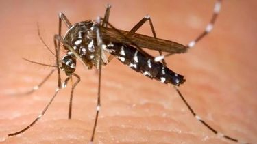 Dengue en San Juan: confirmaron 13 casos autóctonos nuevos