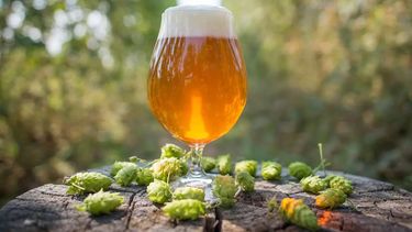 El sabor de la cerveza puede verse afectado en no mucho tiempo por el cambio climático.