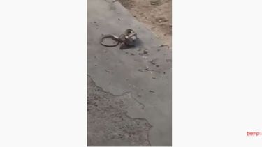 Caminaban por Rivadavia y vieron que algo cayó de un árbol: era una víbora comiéndose una paloma