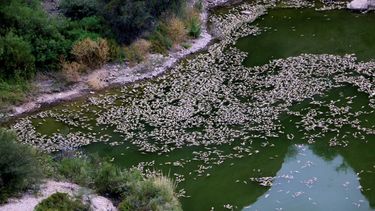 Las dos alternativas oficiales para salvar de su agonía al dique Los Cauquenes