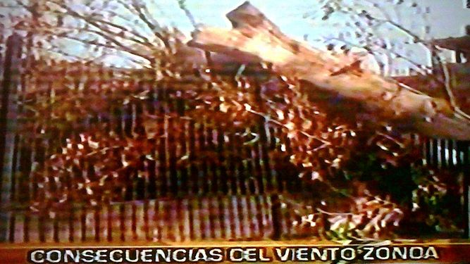 El fuerte viento derribó un árbol que cayó sobre una casa