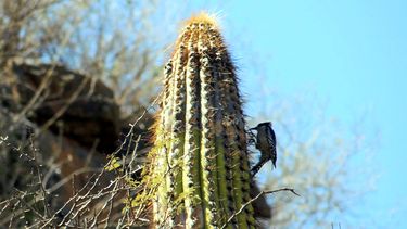Valle Fértil es Área Natural Protegida desde hace más de 50 años y recién ahora comienzan a trabajar para  preservarla como tal