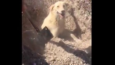 Desgarrador video:  el rescate de una perra y sus crías que habían quedado enterradas vivas