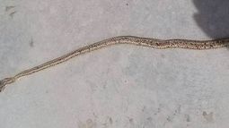 Abrió la gaveta y se encontró una sorpresita: una víbora de 2 metros