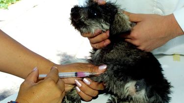 Vacunación de mascotas en Quinto Cuartel