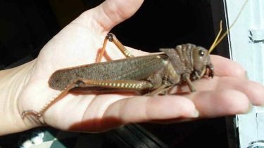 La causa ecológica detrás de la invasión de langostas gigantes