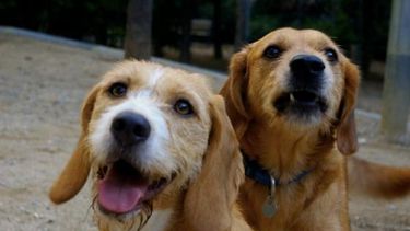 Está prohibido tener perro en Capital a menos que lo inscribas en Salud Pública