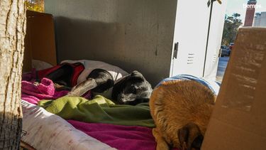 Los guardianes de la Peatonal que acompañan a comerciantes y policías en pleno centro de San Juan