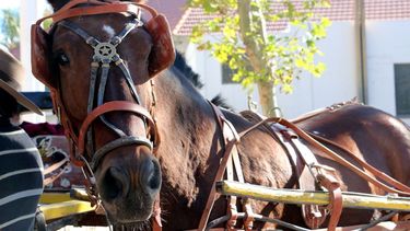 Mirá todo el color de la Atada de Carruajes Antiguos