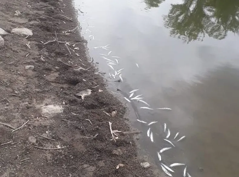 La última vez que se registró la muerte de peces en el Dique San Agustín fue en febrero de 2024 (Imagen de archivo).