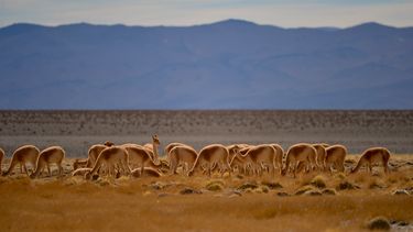 Tras las huellas del puma andino