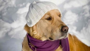 Alerta meteorológica: ¡a abrigarse que se viene el frío!