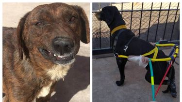 Las historias de dos perritos sanjuaninos que emocionaron a todos