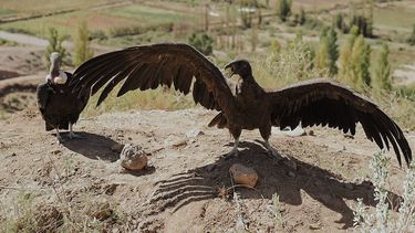 Ambiente liberó dos cóndores en Angualasto.