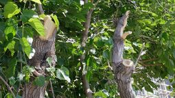 La multaron por una poda que no hizo y pide que le repongan los árboles