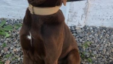 Tiene nombre de felino pero no es ningún gato: conocé a Tom, el nuevo can de la Federal