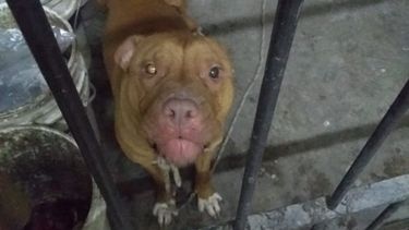 La historia del pitbull que estuvo detenido una tarde en la Comisaría 1ª