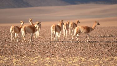 Realizaron análisis de suelo y agua en San Guillermo con buenos resultados