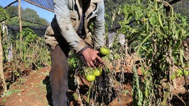 Productores sufrieron por las heladas y pidieron fondos al Gobierno