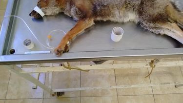 Piden ayuda para la zorrita Rosita: la atropellaron y está internada